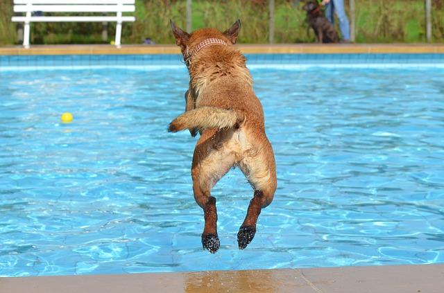 Chien baignade piscine