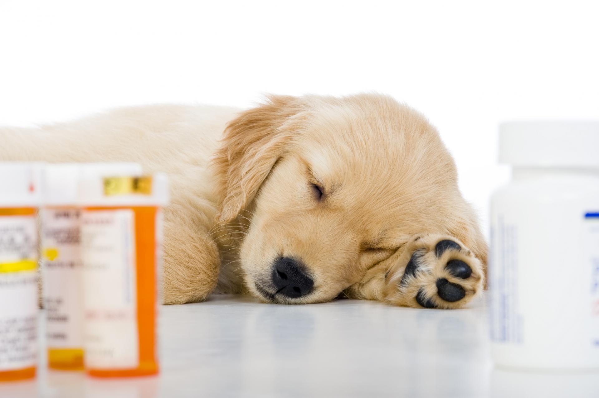 Les medicaments pour chien